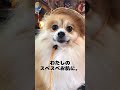 【トリミングサロン】可愛い❤️ポメラニアン【ビフォーアフター】 トイプードル dog grooming japan 大変身 犬 love dog siba いぬ ポメラニアン