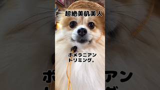 【トリミングサロン】可愛い❤️ポメラニアン【ビフォーアフター】  #トイプードル # dog grooming JAPAN#大変身#犬#love#dog  #SIBA #いぬ#ポメラニアン