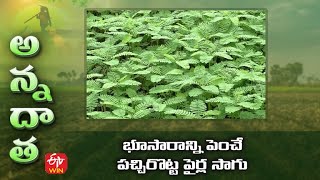 భూసారాన్ని పెంచే పచ్చిరొట్ట పైర్ల సాగు | Green manure crops to improve soil fertility | ETV