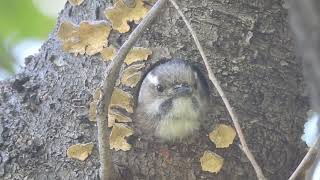 巣穴から顔出すキツツキが可愛い　コゲラJapanese Pygmy Woodpecker / Yungipicus kizuki