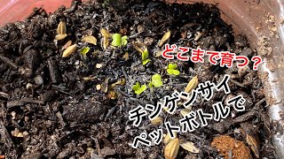 チンゲンサイ ペットボトルで青梗菜を栽培する  Growing bok choy in plastic bottles