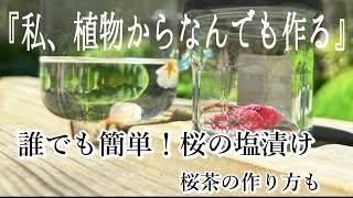 【桜の塩漬け＆桜茶】手作り桜の塩漬けと桜茶の綺麗な作り方