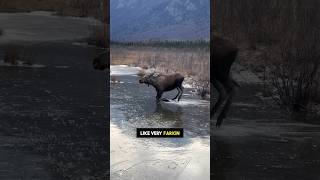 Moose Misjudges Lake - Ozzy Man Quickies