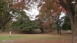 【4K】光が丘公園の紅葉・落ち葉（2020年11月08日）