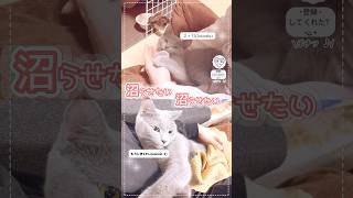 【垢抜け?】うちの 猫 おもろ可愛いので沼れやください(?) Cat grew up…!２ヶ月\u0026もうじき2歳 #猫 #cat #シャルトリュー #chartreux #猫ショート #catshort