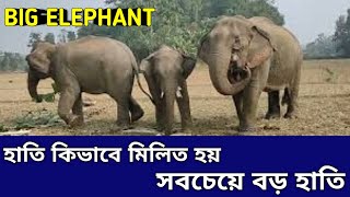 হাতি কিভাবে মিলিত হয় ? সবচেয়ে বড় হাতি || Big Elephant Mating || Elephants Place  || Animals Planet