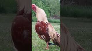 Best shamo aseel rooster #shortvideo #animal #shortviral #aseel #viralvideo #murga