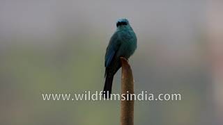 The true verditer blue | The Verditer flycatcher