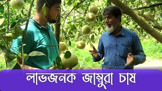 প্রতি গাছে হয়েছে ৫ থেকে ৬ হাজার টাকার জাম্বুরা | জাম্বুরা চাষ | Star Multimedia