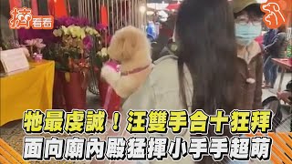 牠最虔誠! 汪雙手合十狂拜面向廟內殿猛揮小手手超萌｜TVBS新聞｜擠看看#Shorts