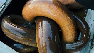 Không Ngờ Chỗ Này Còn Nhiều Lươn Lớn Ẩn Nấp￼ Wasteland where many eels live