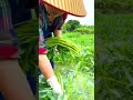 Lihatlah Skill Super Cepat Petani Panen Sayuran Kangkung Air ini #shorts