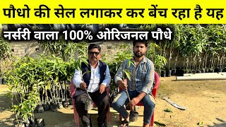 पौधो की सेल लगाकर कर बेंच रहा है यह नर्सरी वाला 100% ओरिजनल पौधे | online fruit plant nursery