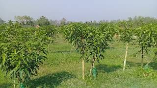 অধিক ঘনত্বের ব্যানানা আমবাগান। High density banana mango orchard.