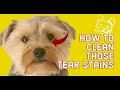 How Can I Get Rid Of My Dogs Tear Stains Naturally