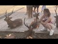 鹿と触れ合いを楽しむ外国人観光客🦌奈良公園