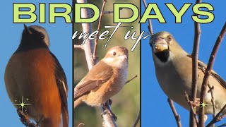 【BIRD DAYS】枝先にとまるジョウビタキのオス