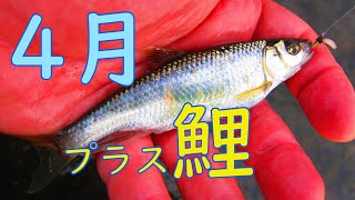 コイとオイカワのフライフィッシング / Carp and Micro Fly Fishing \