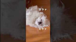 ぺきにーずのぷっちゃん幸せなお昼寝時間(2度寝)#shorts #犬 #白ペキ #犬