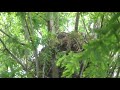 【水元公園の野鳥】オオタカの巣にオオタカのヒナがチラリチラリ2020年6月21日