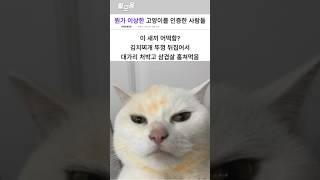 뭔가 이상한 고양이를 인증한 사람들 #웃긴영상