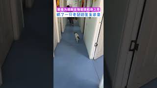 猫猫为感谢宠物医院救命之恩，抓来一只老鼠送医生。 #cute #pets #可愛 #萌寵 #cat #animals #寵物 #寵物生活 #可愛動物  #可愛い