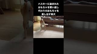 ハスキーに盗まれたおもちゃを奪い返して代わりを差し出す優しき柴犬 #shorts