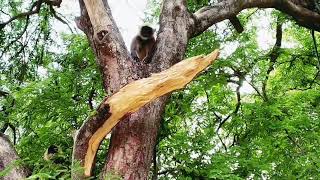 ମାଙ୍କଡ ବସିଛି ଡାଳରେ 😂😂😂monkey video 🙈🙉🙊 @Bapuncatalyst