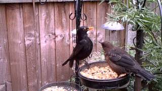 Male Blackbird feeding a fledgling