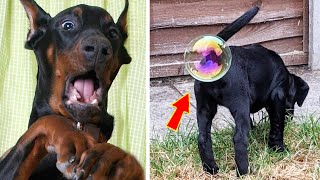 Naughty Cat And Dog Video Rebellion😹🐶 #4 | Doggo