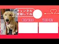 【大型犬】伸縮リードは危険！新リードスタイルの紹介！