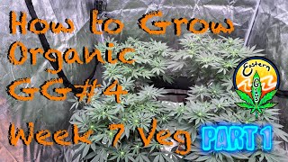 How to grow Organic GG#4 Week 7 Veg PART 1