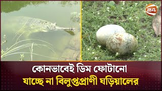 কোনভাবেই ডিম ফোটানো যাচ্ছে না বিলুপ্তপ্রাণী ঘড়িয়ালের | Rajshahi Gharial | Channel 24