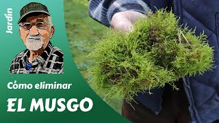 MOSS: How to remove moss from our garden lawn