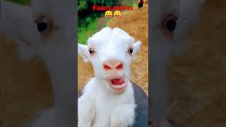 Reels. Kudus a  kudus#faany#🤪😸😱🥵🥵😸🦙🦙🐀🥵🐀🤪🐀🐀💞💞😋😋💞💯🐀🐁🥵🥰🤪komedi#shorts😜#vairal _video😋🥵🥵😜#youtubeshorts