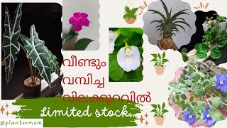 വീണ്ടും വമ്പിച്ച വിലക്കുറവിൽ plants | sale| plants starting @10/- | plantermom|