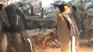 オウサマペンギンがカッコイイ♪ Cool king penguin　【Cute animal videos】【のんほいパーク】