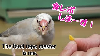 文鳥だんごがとうもろこしを食レポします。　Java sparrow. With English subtitles.