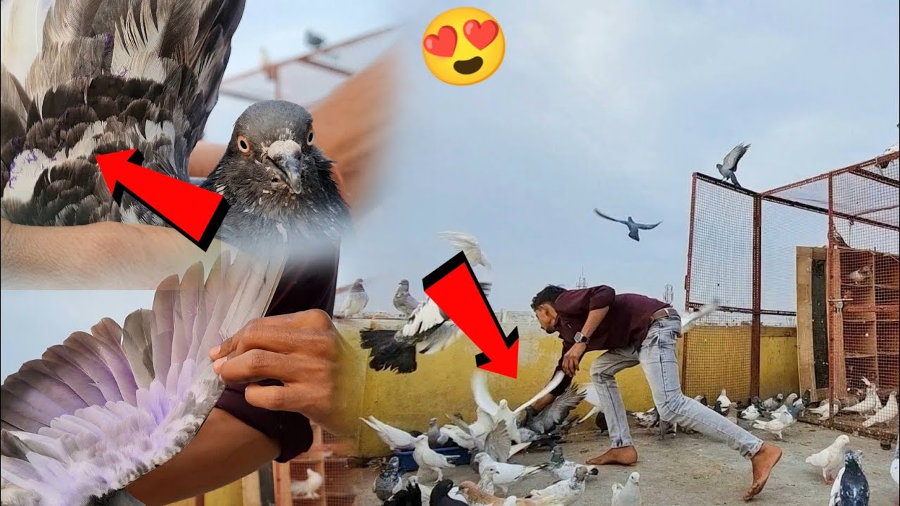 Tournament Ka Kabootar Pakdaёяшн Youtube