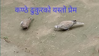 घरआगनमा जोडी ढुकुरको यति रमाइलो विचरण |