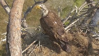 SWFL Eagles 2-4-25.  Another Day, Another Subadult Visits the Nest Tree and Nest!