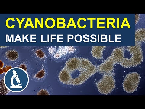What era did cyanobacteria produce oxygen?