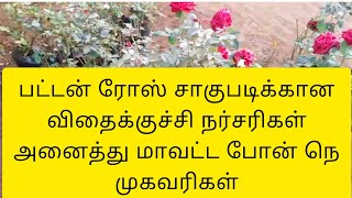 பட்டன் ரோஸ் விதைக்குச்சி செடி வாங்க தமிழகத்தில் உள்ள அனைத்து நர்சரிகள் போன் நெ அட்ரஸ் உள்ளே..