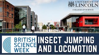 Insect Jumping and Locomotion | Professor Gregory Sutton, Royal Society University Research Fellow