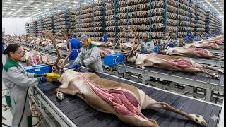 How Deer Farming Became a Billion Dollar Empire — Inside the Mega Factory