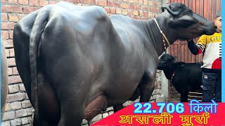 22.706 kg 👉दूध लाइव में निकाला फिर भी संतुष्टि नहीं हुई 💯💯 एक झटका और दिखाऊगा Sonu संधु-:80598 34495