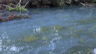 Recreational Water Watch issued after harmful algae bloom detected in Lake Hartwell