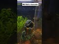 Rare Killifish - Freshwater Aquarium