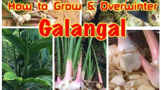 How to Grow \u0026 Overwinter Galangal in cold climate zone.