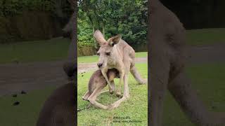 「赤ちゃんカンガルーが無邪気なで可愛い！」❤️The spoiled baby kangaroo is cute ❤️